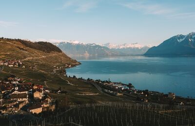 Landscape with lake, mountains and vineyard