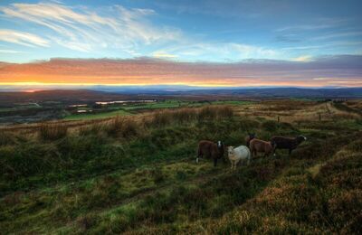 landscape with wonderful colours and sheep